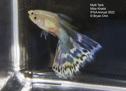 multi variegated guppy