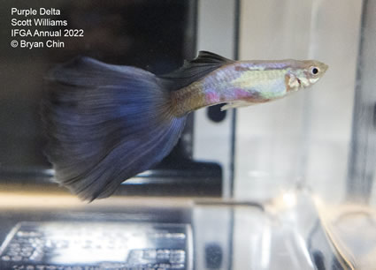 Purple guppy