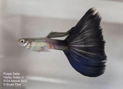 purple guppy