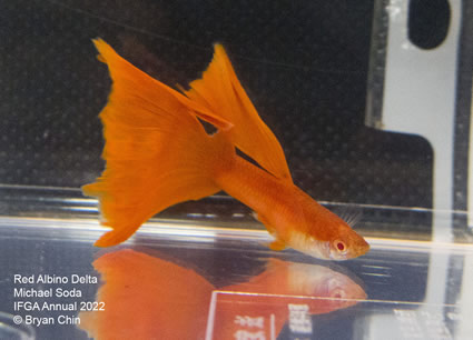 Albino red guppy