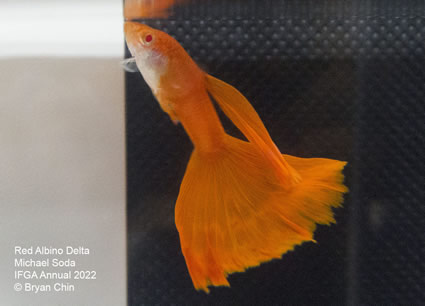 Albino red guppy