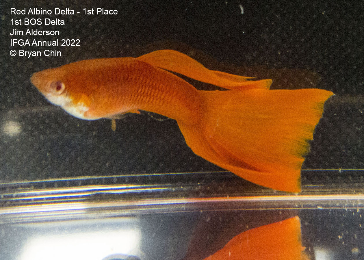 Albino red guppy