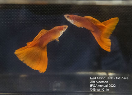 Albino red guppy