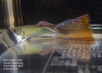 Red bicolor variegated guppy