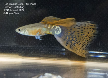 Red bicolor variegated guppy