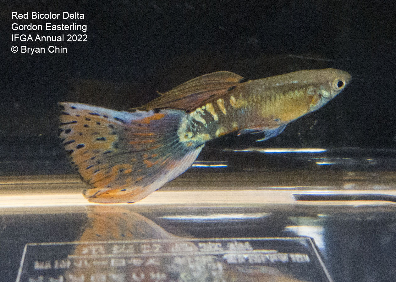 Red bicolor variegated guppy