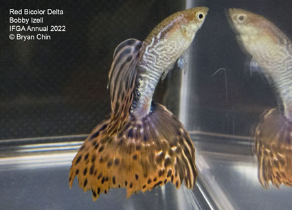 Red bicolor variegated guppy