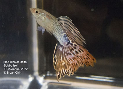 Red bicolor variegated guppy