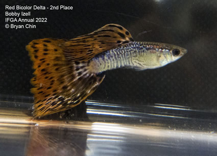 Red bicolor variegated guppy