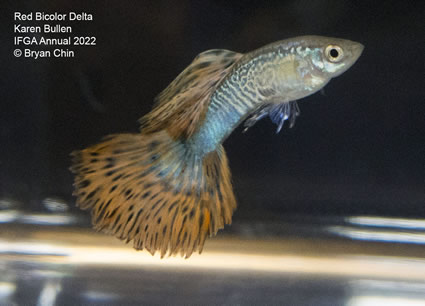 Red bicolor variegated guppy