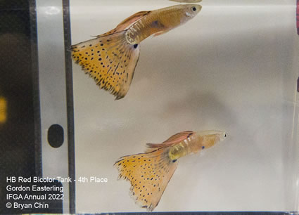 Red bicolor variegated guppy