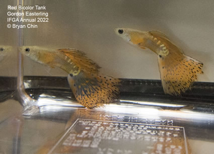 Red bicolor variegated guppy