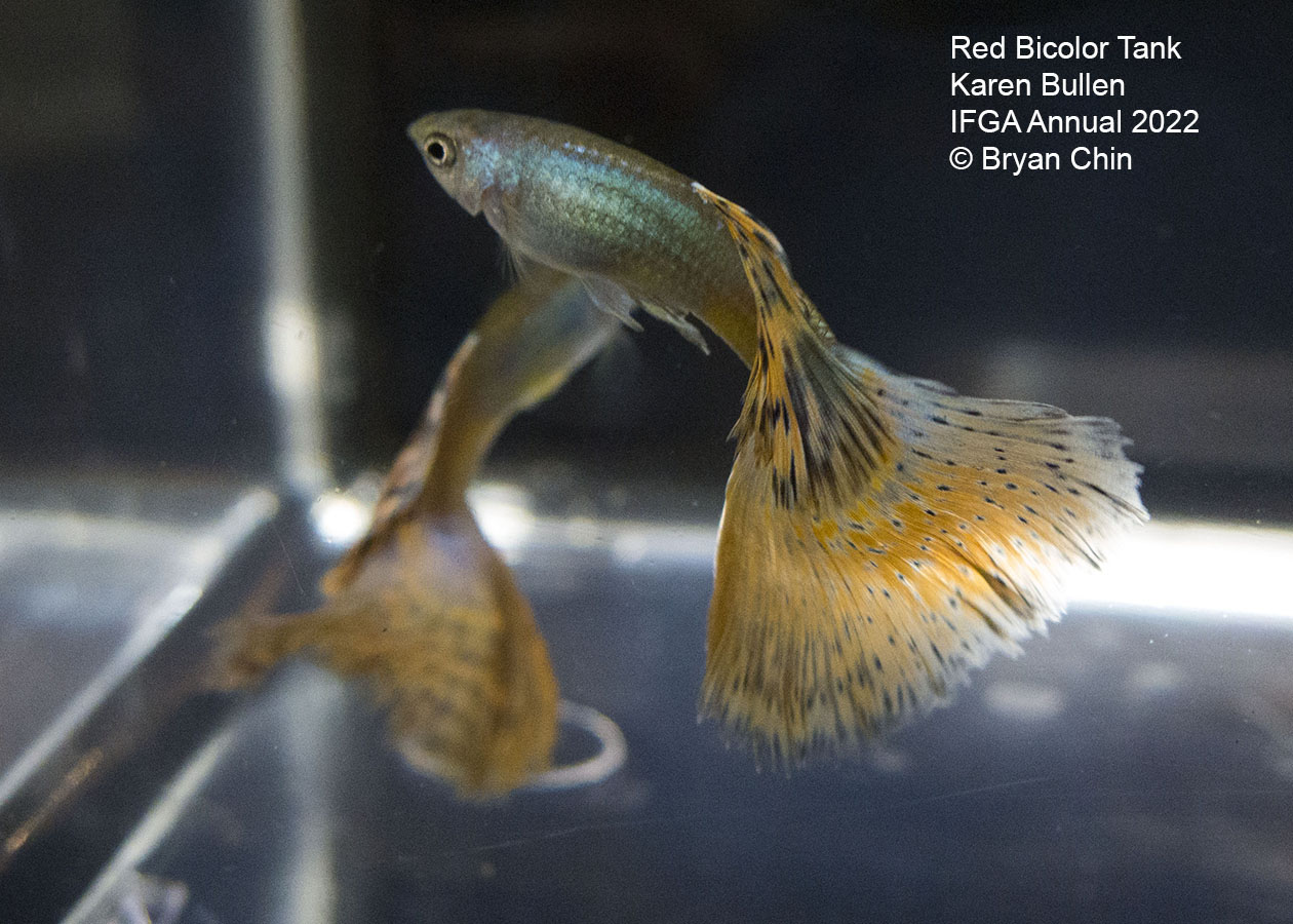 Red bicolor variegated guppy