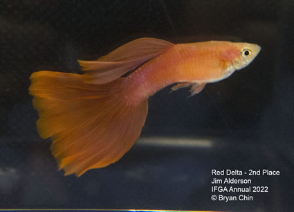 red guppy