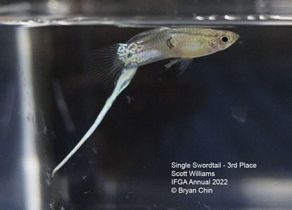 lower swordtail guppy