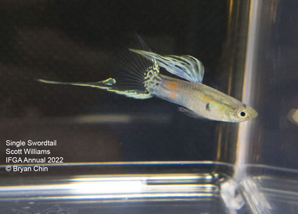 lower swordtail guppy