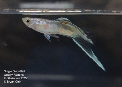 lower swordtail guppy