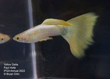 yellow guppy