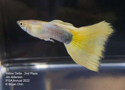 yellow guppy