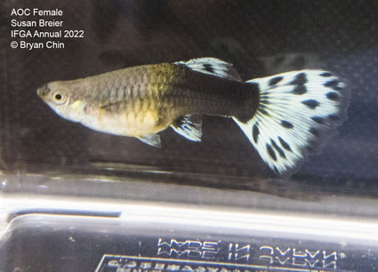 aoc female guppy