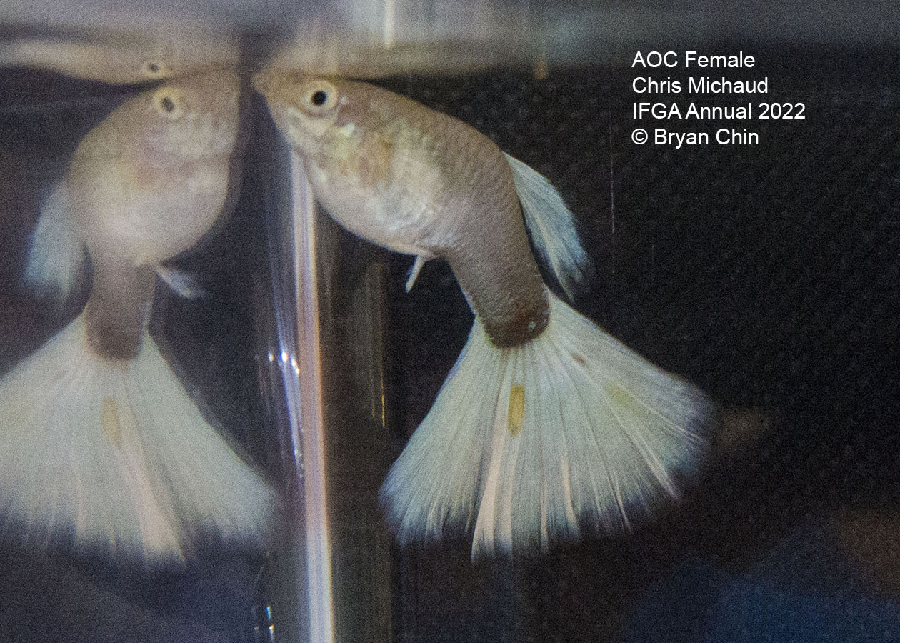 aoc female guppy