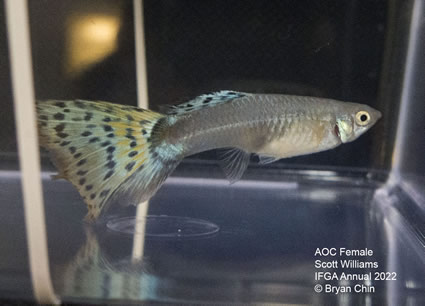 aoc female guppy