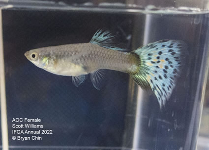 aoc female guppy