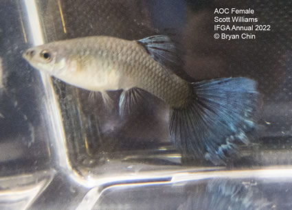 aoc female guppy