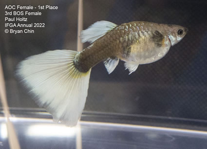 aoc female guppy