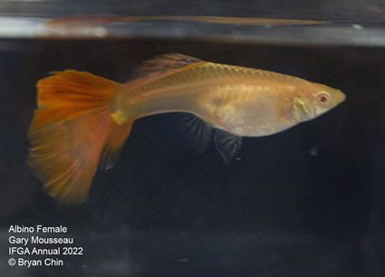 albino female guppy