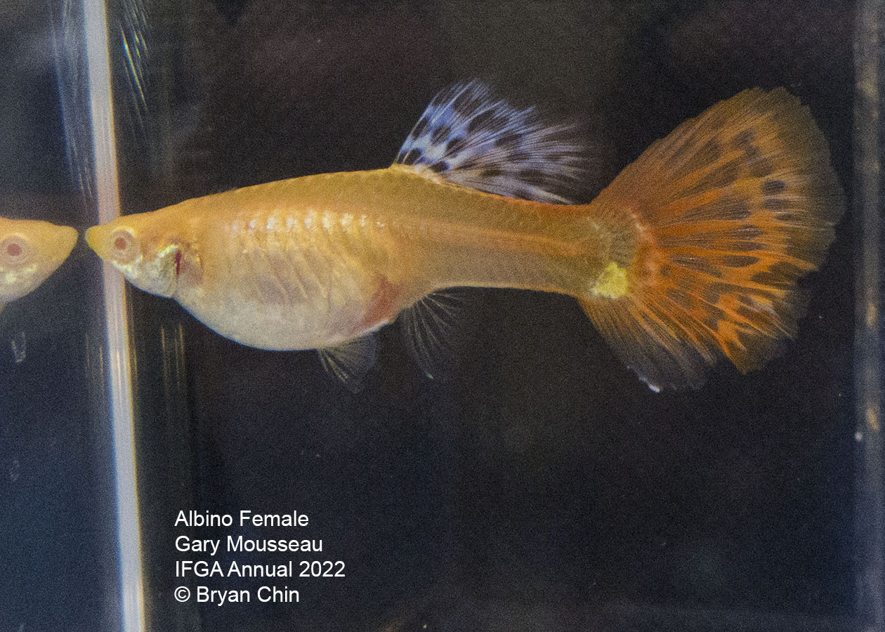 albino female guppy