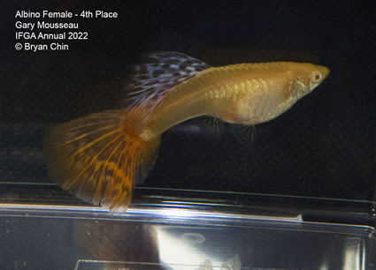 albino female guppy