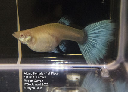 albino female guppy