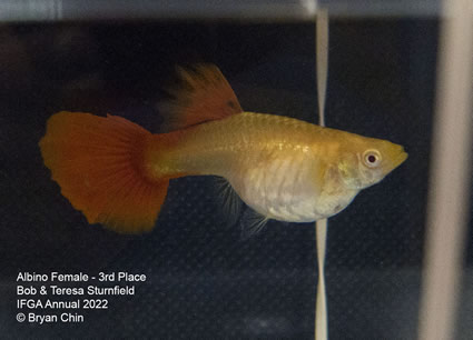 albino female guppy