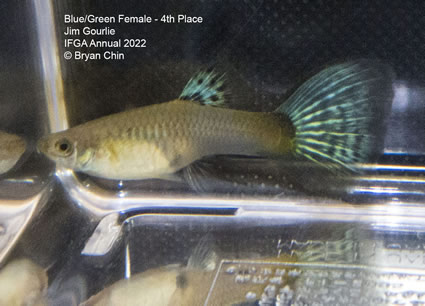 blue green female guppy