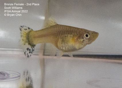 Bronze female guppy