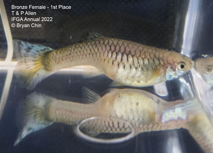 Bronze female guppy