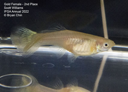 gold female guppy