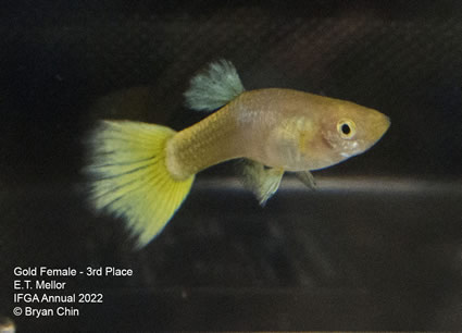 gold female guppy