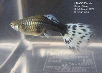 hb half black female guppy