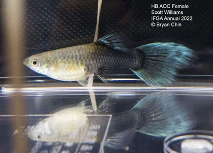 hb half black female guppy