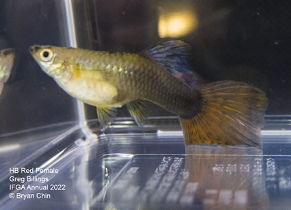 hb half black red female guppy