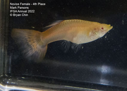 albino female guppy