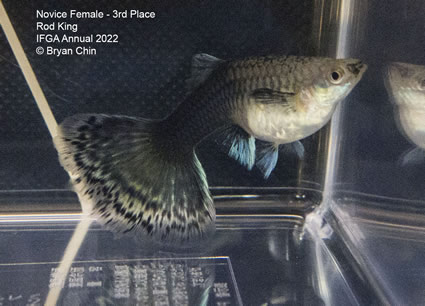 hb half black female guppy