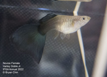 hb half black  female guppy