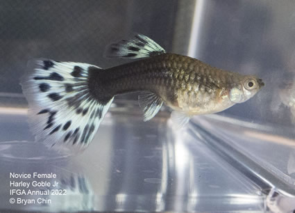 hb half black  female guppy