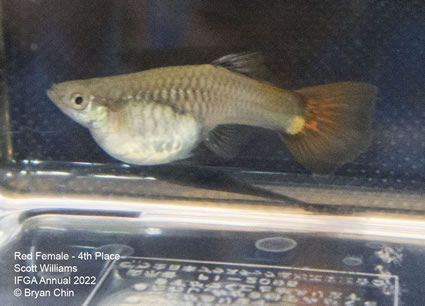 red female guppy