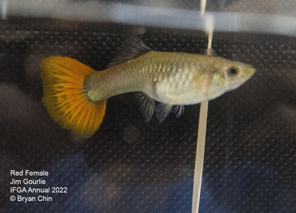 red female guppy