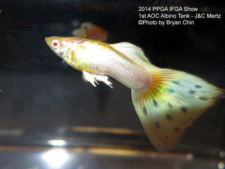 Bicolor Albino Guppy