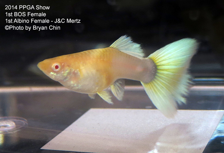 Albino Half Black Pastel Female Guppy